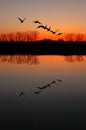 Canadian Geese at Sunset Royalty Free Stock Photo