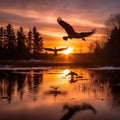 Canadian Geese at Sunset