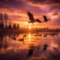 Canadian Geese at Sunset