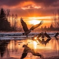 Canadian Geese at Sunset