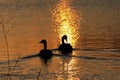 Canadian Geese at Sunset that`s a silhouette with a golden reflection on the water. Royalty Free Stock Photo