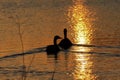 Canadian Geese at Sunset that`s a silhouette with a golden reflection on the water. Royalty Free Stock Photo