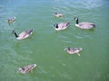 Canadian geese swimming among ducks on green lake water Royalty Free Stock Photo