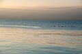 Canadian geese swimming on Lake Ontario at dawn Royalty Free Stock Photo