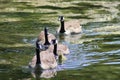 Canadian geese swimming with one chick. Royalty Free Stock Photo