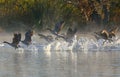 Canadian Geese Take Off