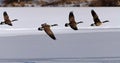 Canadian Geese taking flight over a frozen lake Royalty Free Stock Photo