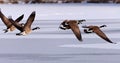 Canadian Geese taking flight over a frozen lake Royalty Free Stock Photo