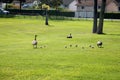 Canadian Geese with their Babies at a lake