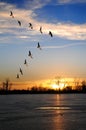 Canadian Geese in V Formation Royalty Free Stock Photo