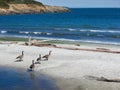 Canadian Geese walk sandy Willows beach with driftwood strewn along the shore