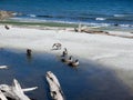 Canadian Geese walk sandy Willows beach with driftwood strewn along the shore