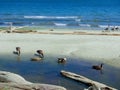 Canadian Geese walk sandy Willows beach with driftwood strewn along the shore