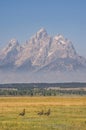 Canadian Geese walking under Grand Teton