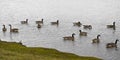 Canadian Geese Waterfowl on Lake