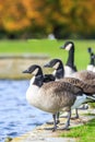 Canadian Geese at the waters edge Royalty Free Stock Photo