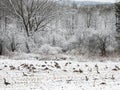 Canadian Geese are common migratory birds in New York State winter cornfields Royalty Free Stock Photo