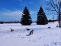 Canadian geese in winter season Royalty Free Stock Photo