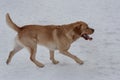 Canadian golden retriever with lolling tongue is running on the white snow. Pet animals Royalty Free Stock Photo