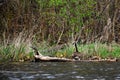 Canadian Goose Family at the Edge of a Lake Royalty Free Stock Photo