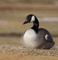 Canadian goose