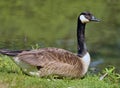 Canadian Goose Royalty Free Stock Photo