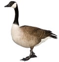 Canadian Goose