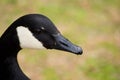 Canadian Goose Royalty Free Stock Photo