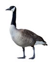 Canadian Goose Royalty Free Stock Photo