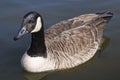 Canadian Goose