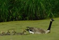 Canadian Goose & Babies Swimming in Pond Royalty Free Stock Photo