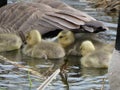 Canadian Goose & Baby Goslings at Marsh