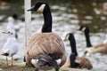 A Canadian goose looking sideways Royalty Free Stock Photo