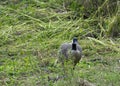 Canadian Goose, Bird Photography, Outdoor Wildlife, Nature