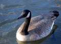 Canadian Goose in Boise, Idaho Royalty Free Stock Photo