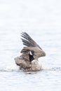 Canadian goose, Branta canadensis, cleaning