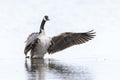 Canadian goose, Branta canadensis, cleaning