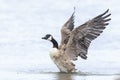 Canadian goose, Branta canadensis, cleaning