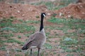 A Canadian Goose (Branta canadensis)