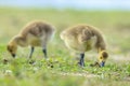 Canadian goose Branta canadensis pullus in a meadow Royalty Free Stock Photo