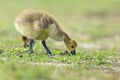 Canadian goose Branta canadensis pullus in a meadow Royalty Free Stock Photo