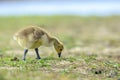 Canadian goose Branta canadensis pullus in a meadow Royalty Free Stock Photo