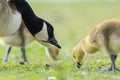 Canadian goose Branta canadensis pullus in a meadow Royalty Free Stock Photo