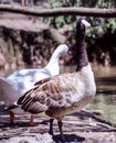 Canadian goose or Branta Canadensis standing close to the water