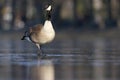 A Canadian goose walking on a frozen lake. Royalty Free Stock Photo