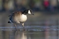 A Canadian goose walking on a frozen lake. Royalty Free Stock Photo