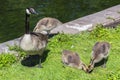 Canadian goose Branta canadensis walking with young goslings Royalty Free Stock Photo