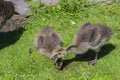 Canadian goose Branta canadensis walking with young goslings Royalty Free Stock Photo