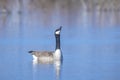 Canadian goose, Branta canadensis, washing