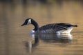 Canadian goose, Branta canadensis, washing